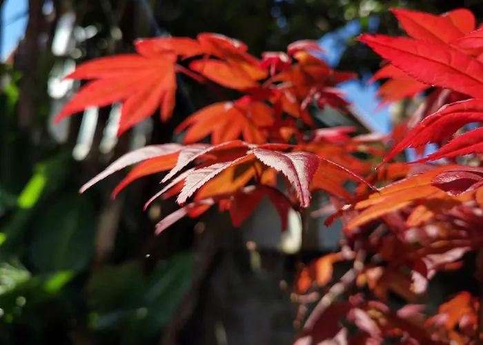 Σπίτι διακοπών O Refugio - Espaco Natural, Amplo E Privado Angra do Heroísmo